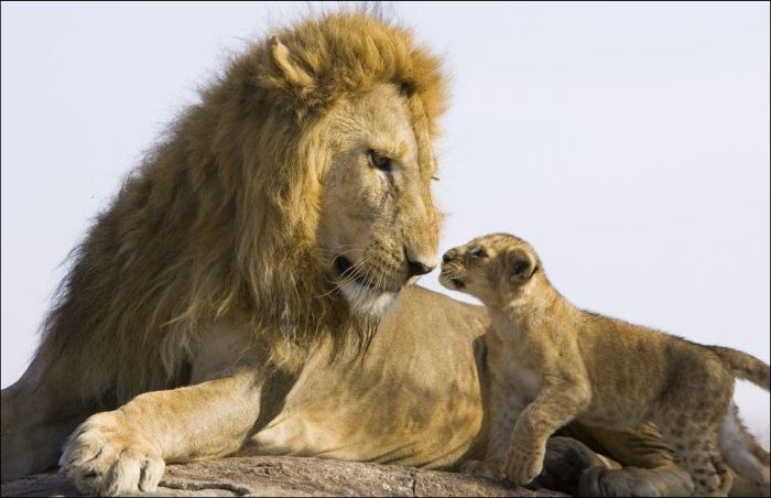 lion cubs with a family