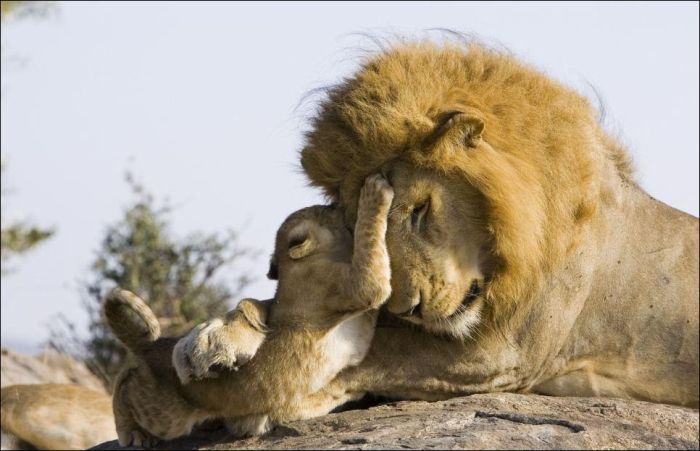 lion cubs with a family