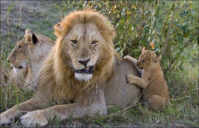 lion cubs with a family