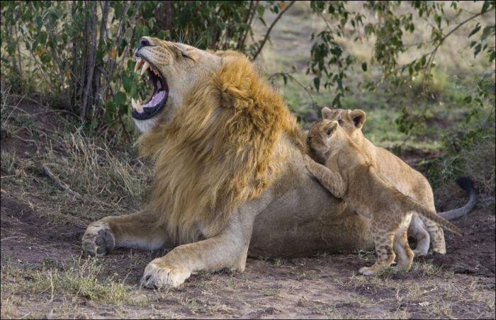 lion cubs with a family