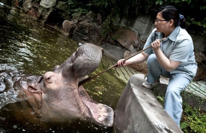 hippopotamus teeth brushing