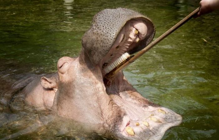 hippopotamus teeth brushing
