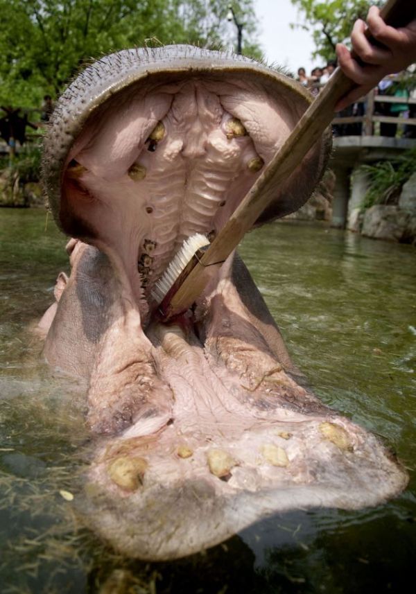 hippopotamus teeth brushing