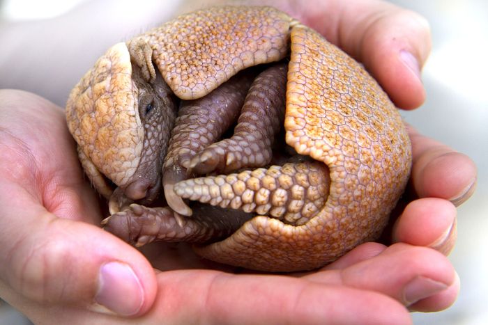 baby armadillo