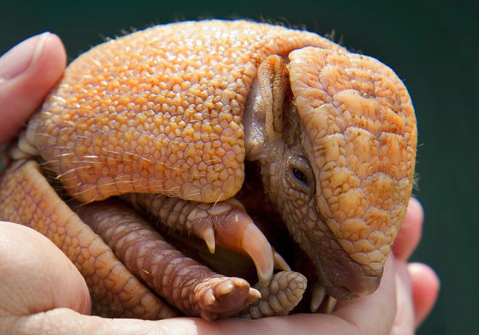 baby armadillo