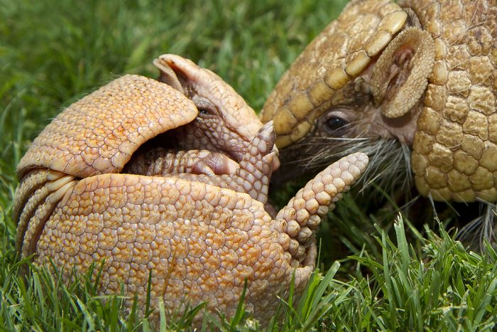 baby armadillo