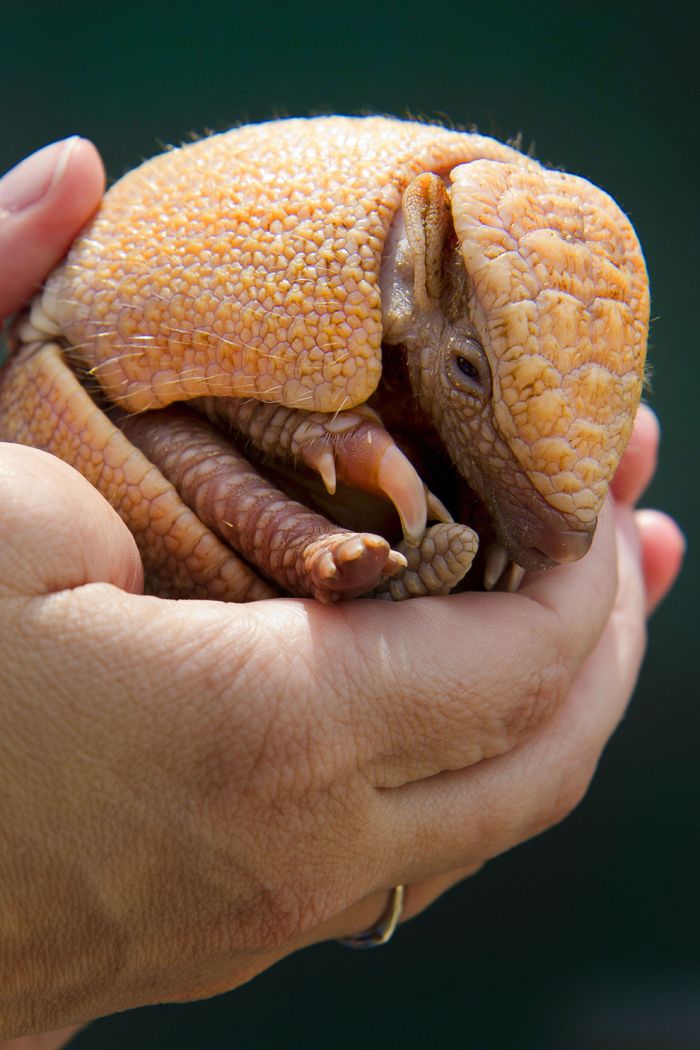 baby armadillo