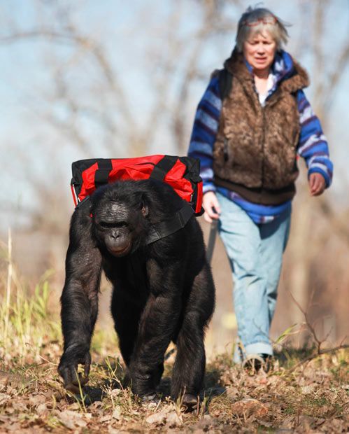 Kanzi, 31-year-old food cooking bonobo chimpanzee