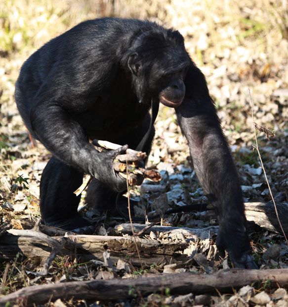 Kanzi, 31-year-old food cooking bonobo chimpanzee