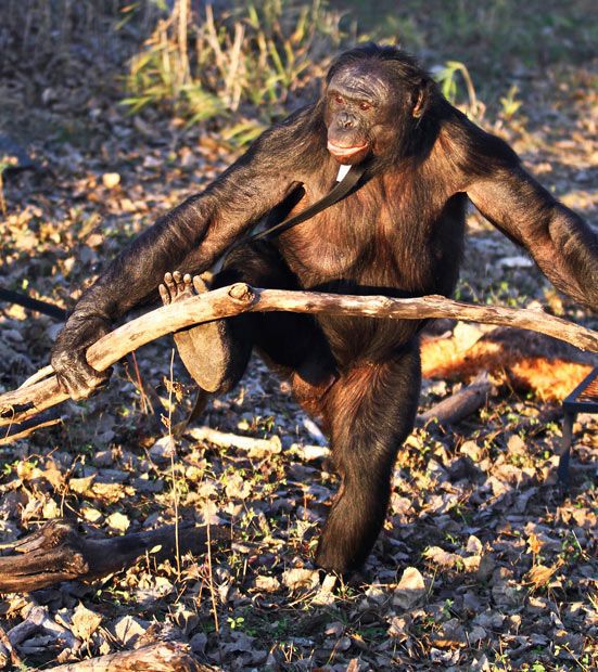 Kanzi, 31-year-old food cooking bonobo chimpanzee