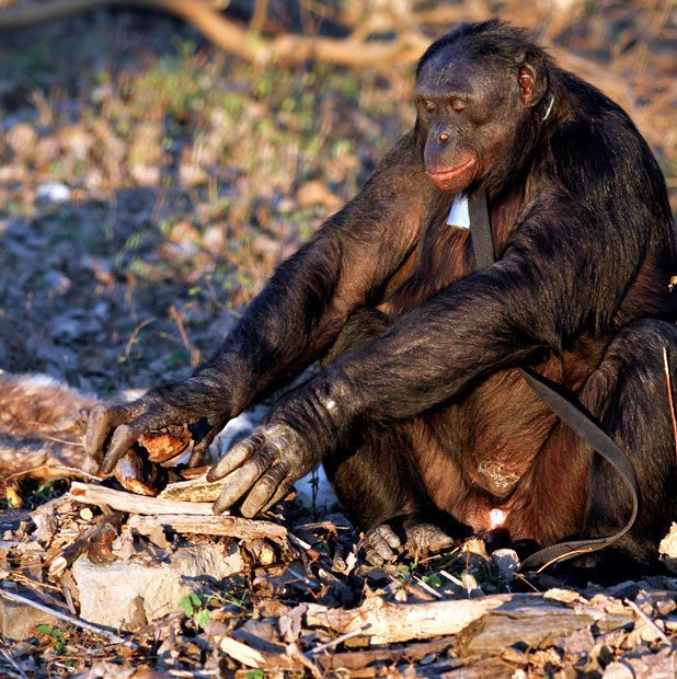 Kanzi, 31-year-old food cooking bonobo chimpanzee