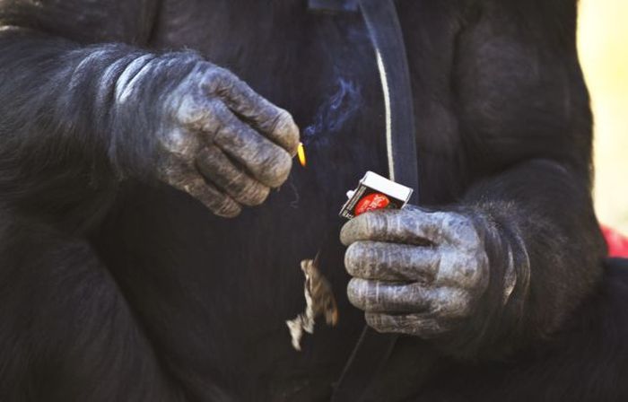 Kanzi, 31-year-old food cooking bonobo chimpanzee