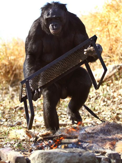 Kanzi, 31-year-old food cooking bonobo chimpanzee