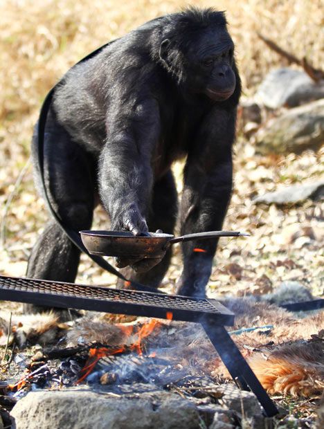 Kanzi, 31-year-old food cooking bonobo chimpanzee