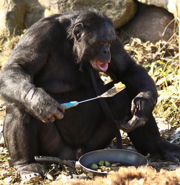 Kanzi, 31-year-old food cooking bonobo chimpanzee