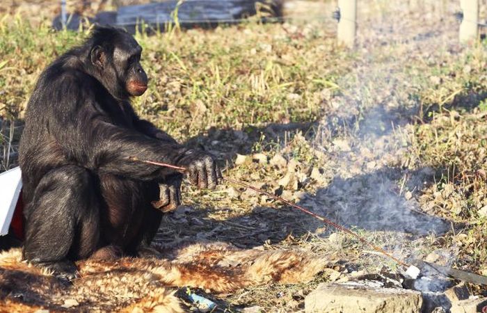 Kanzi, 31-year-old food cooking bonobo chimpanzee