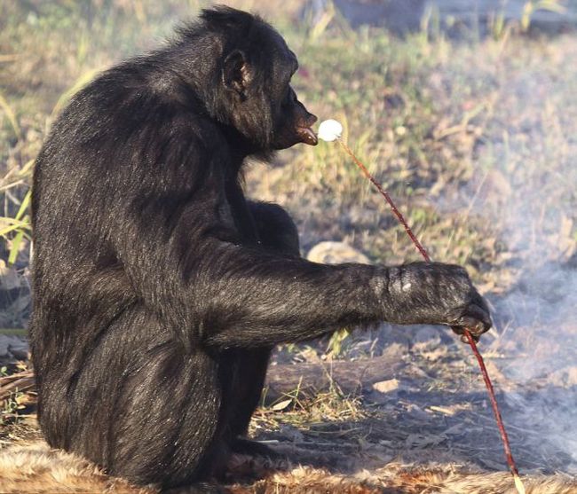 Kanzi, 31-year-old food cooking bonobo chimpanzee