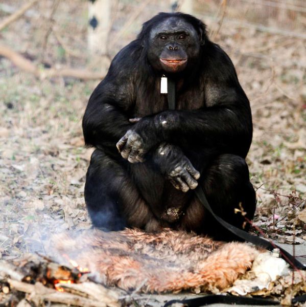 Kanzi, 31-year-old food cooking bonobo chimpanzee