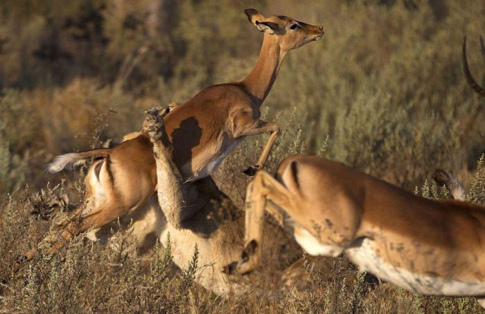 female impala escaped from a hungry lioness