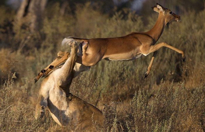 female impala escaped from a hungry lioness
