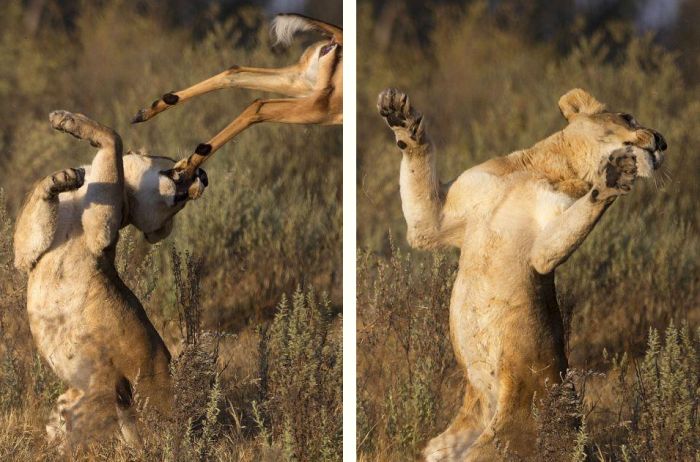 female impala escaped from a hungry lioness