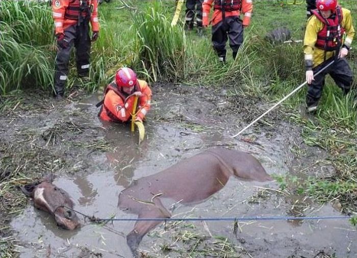 Horse saved from a deadly muddy pond, Radcliffe, Greater Manchester, United Kingdom