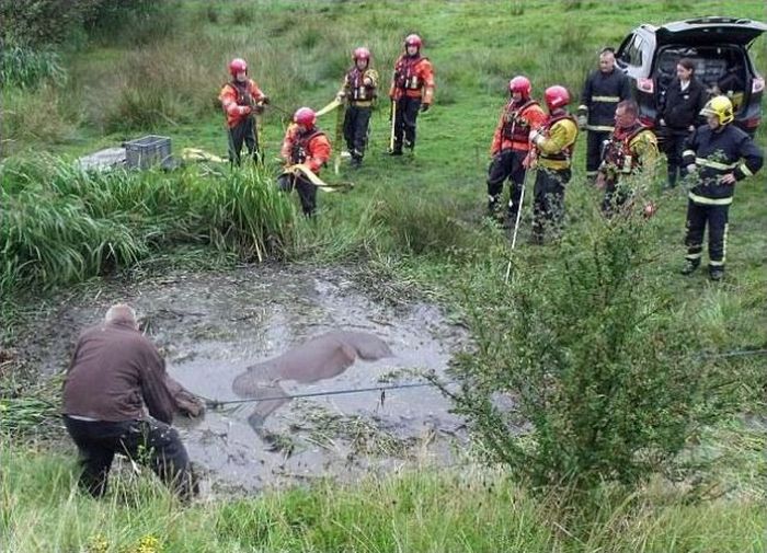 Horse saved from a deadly muddy pond, Radcliffe, Greater Manchester, United Kingdom