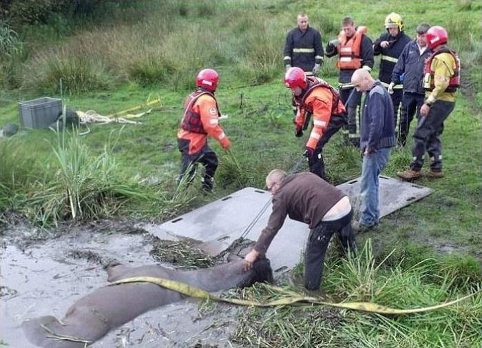 Horse saved from a deadly muddy pond, Radcliffe, Greater Manchester, United Kingdom