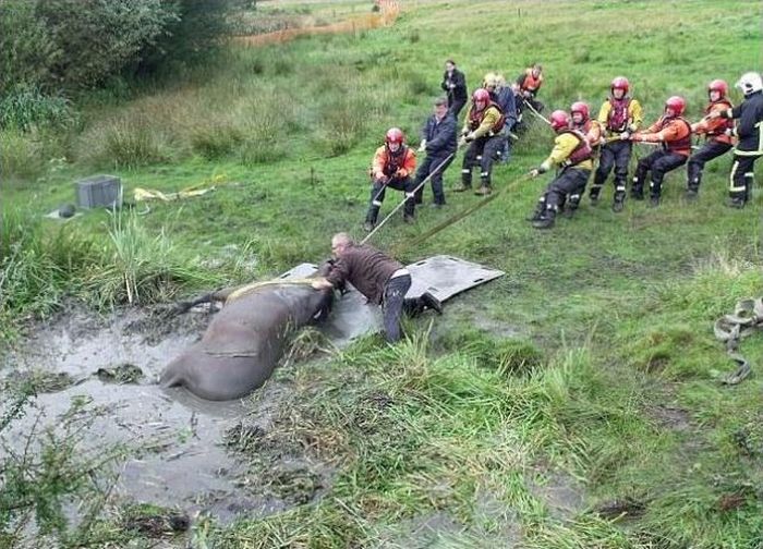 Horse saved from a deadly muddy pond, Radcliffe, Greater Manchester, United Kingdom