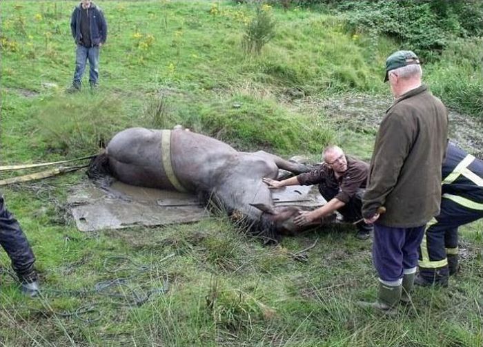 Horse saved from a deadly muddy pond, Radcliffe, Greater Manchester, United Kingdom