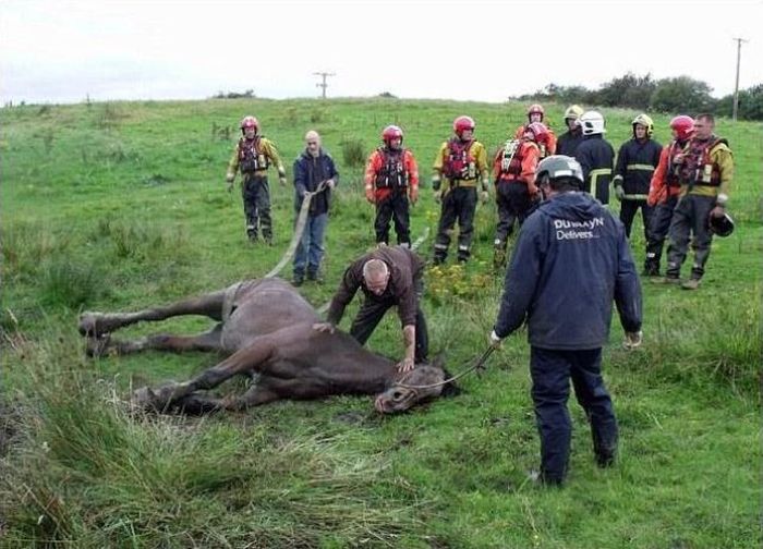 Horse saved from a deadly muddy pond, Radcliffe, Greater Manchester, United Kingdom