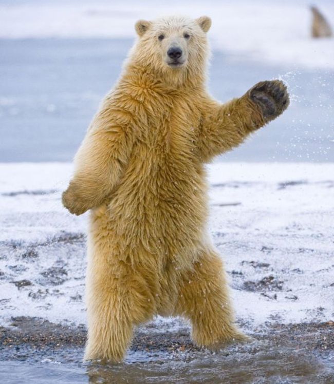 dancing polar bear