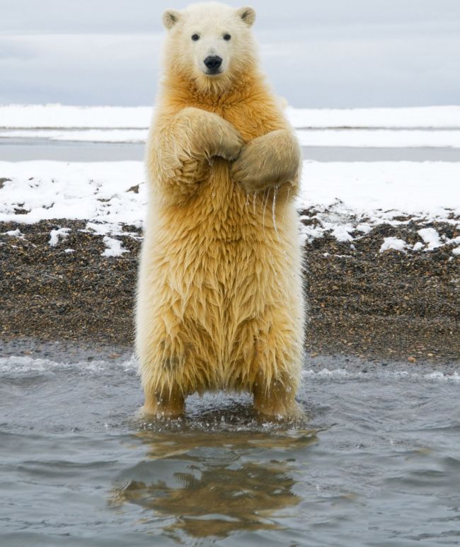 dancing polar bear