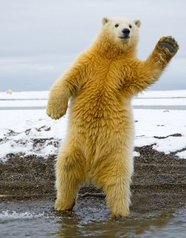 dancing polar bear