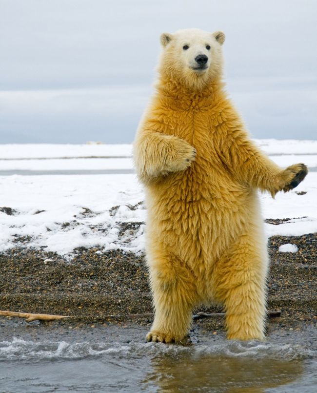 dancing polar bear