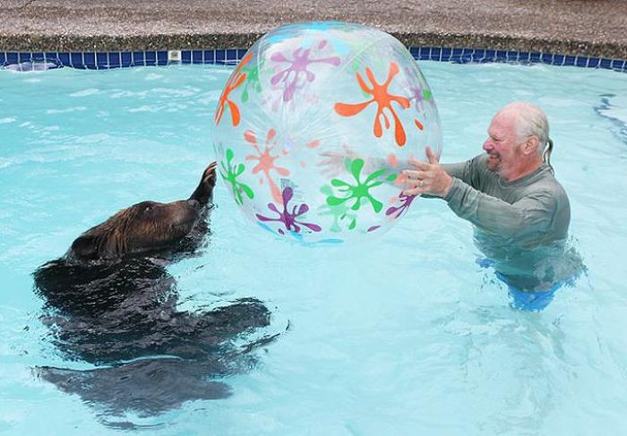 Billy, grizzly bear pet, Vancouver, British Columbia, Canada