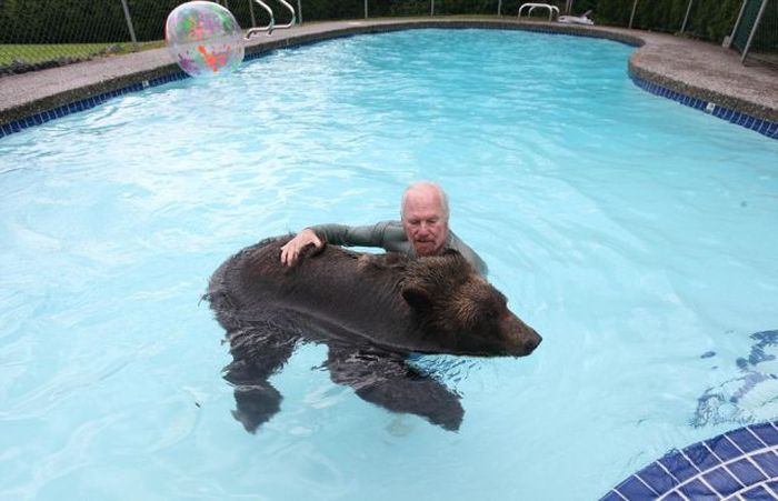 Billy, grizzly bear pet, Vancouver, British Columbia, Canada