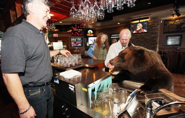 Billy, grizzly bear pet, Vancouver, British Columbia, Canada