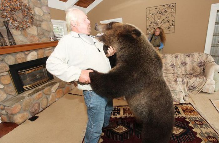 Billy, grizzly bear pet, Vancouver, British Columbia, Canada