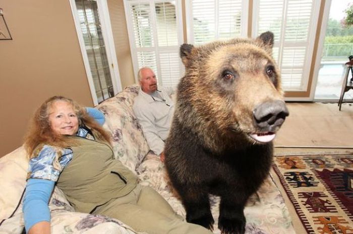Billy, grizzly bear pet, Vancouver, British Columbia, Canada