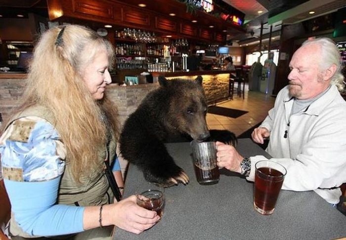 Billy, grizzly bear pet, Vancouver, British Columbia, Canada