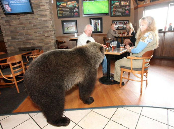 Billy, grizzly bear pet, Vancouver, British Columbia, Canada