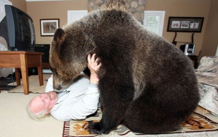 Billy, grizzly bear pet, Vancouver, British Columbia, Canada