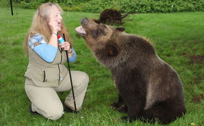 Billy, grizzly bear pet, Vancouver, British Columbia, Canada