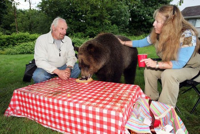 Billy, grizzly bear pet, Vancouver, British Columbia, Canada