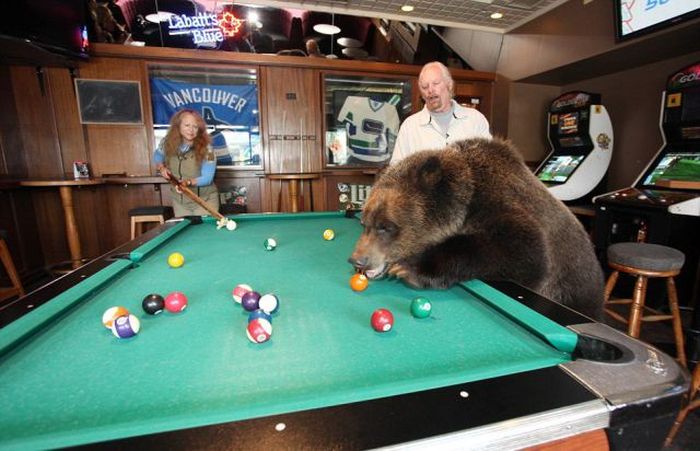 Billy, grizzly bear pet, Vancouver, British Columbia, Canada