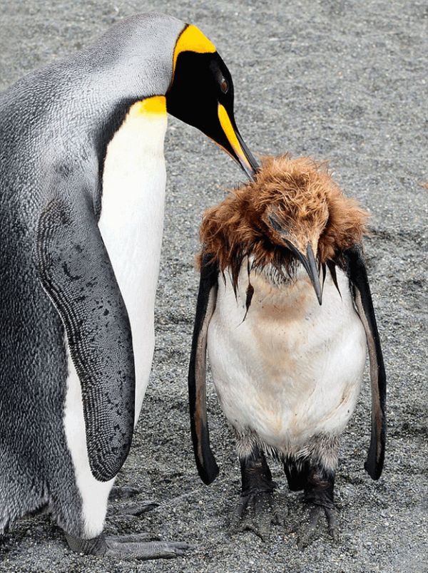 penguin puberty