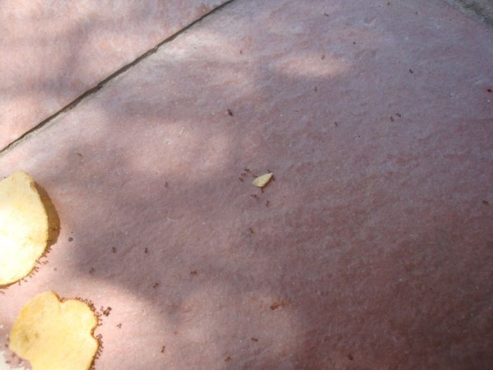 ants carrying chips