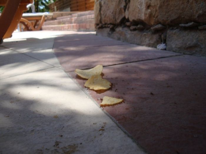 ants carrying chips