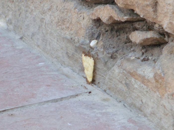 ants carrying chips